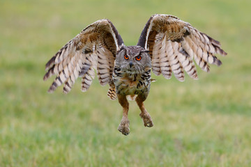 Eurasian Eagle-Owl (Bubo bubo) flying in the meadows in Gelderland  in the Netherlands 
