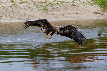 White Tailed Eagle (Haliaeetus albicilla) catching a prey out of the water. Also known as Eurasian sea eagle and white-tailed sea-eagle