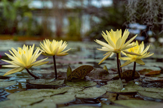 Yellow water-lily in artificial pond in warmhouse