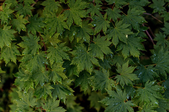 Leaves of vine-leafed maple covered with raindrops