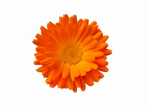 Orange marigold flower is isolated on a white background