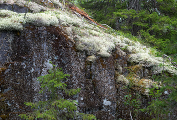 White moss names reindeer lichen