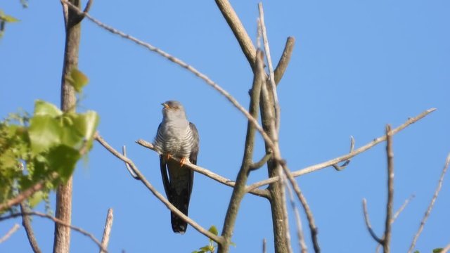 Kuckuck&nbsp;(Cuculus canorus)