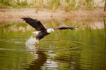bald eagle / American eagle adult (Haliaeetus leucocephalus) catching a prey out of the water