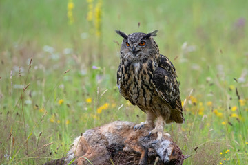 Eurasian Eagle-Owl (Bubo bubo) sitting on a red fox. Noord Brabant in the Netherlands with summer flowers in the  background