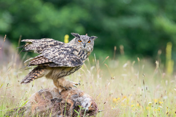 Eurasian Eagle-Owl (Bubo bubo) sitting on a red fox. Noord Brabant in the Netherlands with summer flowers in the  background