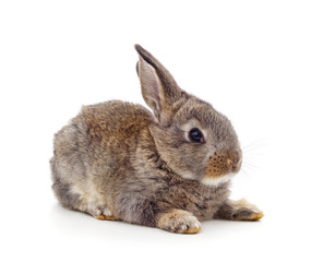 One gray rabbit.
