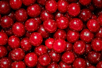 Background of ripe organic sour cherries in the sun