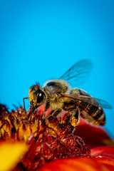 Bee on a orange flower collecting pollen and nectar for the hive blue background
