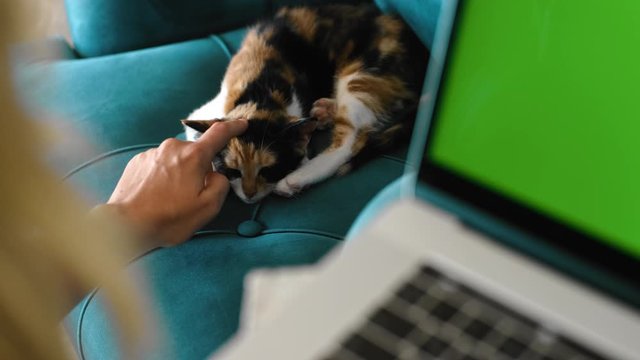 American woman is working with laptop remotely and stroking cat in apartment room rbbro. Closeup view of female looking at computer screen and touching fluffy pet while sitting in light interior