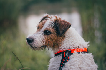 Cute Portrait of Parson Russell Terrier in Orange Pulling Harness