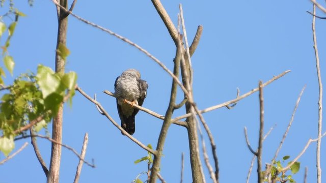 Kuckuck&nbsp;(Cuculus canorus)