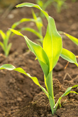 Young green corn clos-up bushes growing on the field, blurred natural background. Sustainable corn cultivation. Eco-friendly cultivation of eco plants. Growing healthy food outdoors, no pesticides