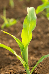 Young green corn clos-up bushes growing on the field, blurred natural background. Sustainable corn cultivation. Eco-friendly cultivation of eco plants. Growing healthy food outdoors, no pesticides