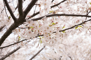 Light pink cherry blossoms in spring. Close-up.
