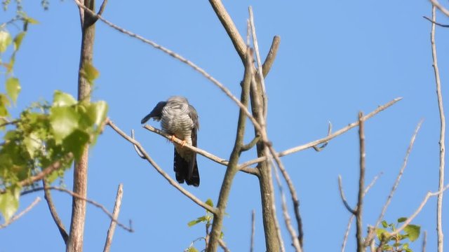 Kuckuck&nbsp;(Cuculus canorus)