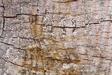 matériaux vielle planche brut travaux  