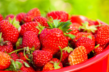 Fresh ripe juicy strawberries on the red bowl on a grass background