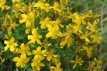In the wild bloom hypericum perforatum