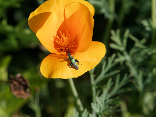 Oedemera nobilis | Oedémère noble, petit coléoptère au corps allongé vert métallique, ailes...