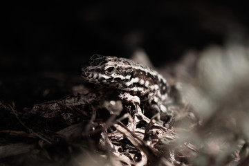 macro close up of a lizard in on the rocks in the sun in italy