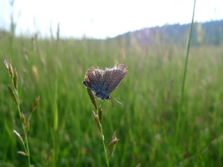 a wild butterfly vol0