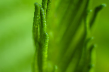 Young shoots of fern close-up with selective focus. Blurred photo of a fern as a background.