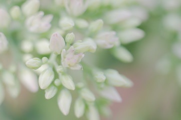 Blurred floral background of delicate pink color. Beautiful flowers made with color filters in soft color