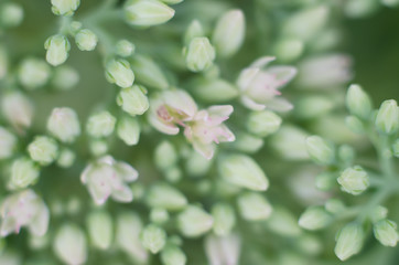 Blurred floral background of delicate pink color. Beautiful flowers made with color filters in soft color