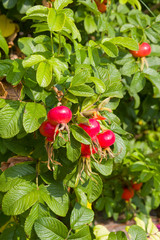 rosehips in the garden, summer background