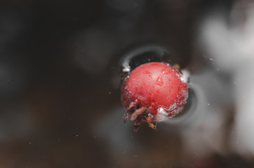 Hawthorn fruits float on the surface of the water. Fruits float in the water.