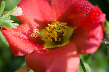 Beautiful red flower with water drops close-up. Macro photo of a flower.