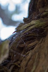 old tree trunk with spiderweb 
