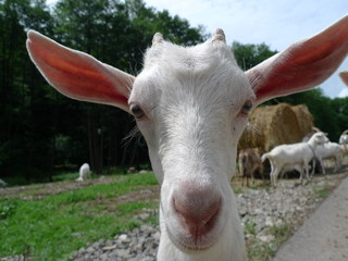 goat on the farm