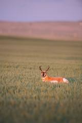 Pronghorn