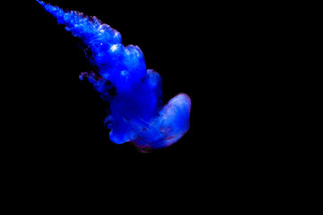 A cloud of blue paint released into clear water. Isolate on a black background.