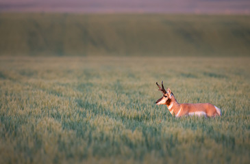 Pronghorn