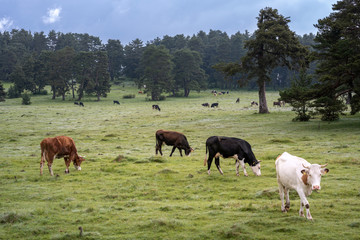 Naklejka premium cows on the field in spring