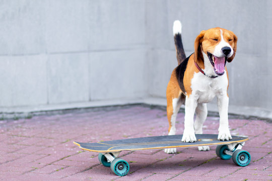 A funny dog of the beagle breed, learns to ride a longboard or skateboard. Happy pet Foxhound with open mouth