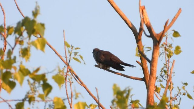 Kuckuck&nbsp;(Cuculus canorus)