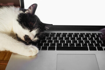 Cute cat sleeping on laptop keyboard. Home office concept, remote work with your pets. Freelance mockup