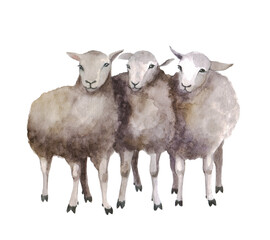 Watercolor sheep on the white background. Fluffy lamb