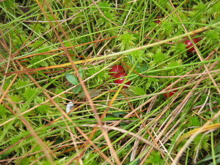 Red cranberries among pine needles and marsh moss 