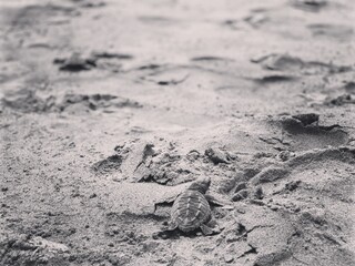 Liberación de tortugas 