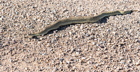 Prairie rattlesnake