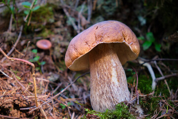 Boletus edulis king bolete growing in the forest closeup
