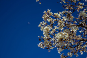 Galhos de ipê branco cheio de flores com lua no céu azul ao fundo.