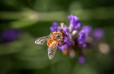Beautiful close-up of of a butterfly or bee sitting on flowers or on leaves in the sunlight.