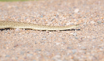 Prairie rattlesnake