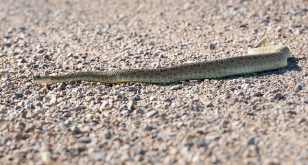 Prairie rattlesnake